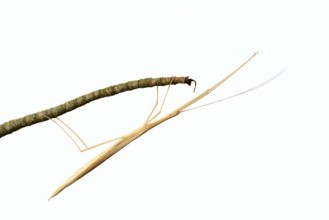 Pink winged stick insect (Sipyloidea chlorotica, Sipyloidea sipylus) on a twig against a white