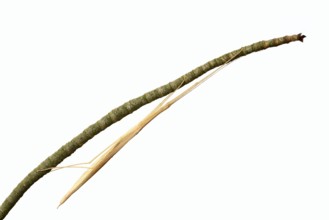 Pink winged stick insect (Sipyloidea chlorotica, Sipyloidea sipylus) on a twig against a white