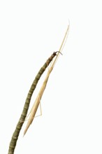 Pink winged stick insect (Sipyloidea chlorotica, Sipyloidea sipylus) on a twig against a white