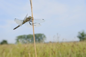 Black-tailed Skimmer (Orthetrum cancellatum), female, North Rhine-Westphalia, Germany