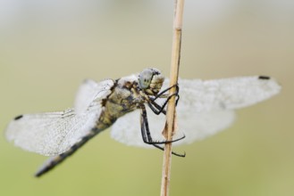 Black-tailed Skimmer (Orthetrum cancellatum), female with dewdrops, North Rhine-Westphalia, Germany