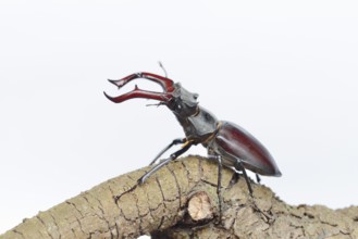 Stag beetle (Lucanus cervus), male on a branch against a white background