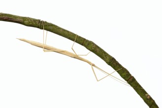 Pink winged stick insect (Sipyloidea chlorotica, Sipyloidea sipylus) on a twig against a white