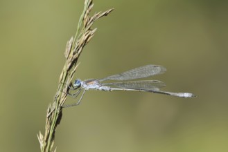 Emerald Damselfly (Lestes sponsa), male, North Rhine-Westphalia, Germany