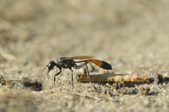 Red-banded sand wasp (Ammophila sabulosa) with captured caterpillar, North Rhine-Westphalia,