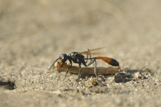 Red-banded sand wasp (Ammophila sabulosa) with captured caterpillar, North Rhine-Westphalia,