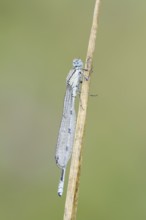 Common blue damselfly (Enallagma cyathigerum), male with dewdrops, North Rhine-Westphalia, Germany