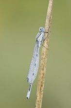 Common blue damselfly (Enallagma cyathigerum), male with dewdrops, North Rhine-Westphalia, Germany