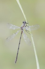 Willow Emerald Damselfly (Chalcolestes viridis), male, North Rhine-Westphalia, Germany