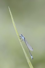 Blue-tailed damselfly (Ischnura elegans), male, North Rhine-Westphalia, Germany