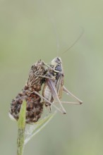 Roesel's bush-cricket (Roeseliana roeselii, Metrioptera roeselii), male, North Rhine-Westphalia,