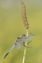 Black-tailed Skimmer (Orthetrum cancellatum), male, North Rhine-Westphalia, Germany