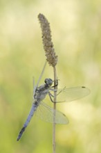 Black-tailed Skimmer (Orthetrum cancellatum), male, North Rhine-Westphalia, Germany