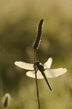 Black-tailed Skimmer (Orthetrum cancellatum), female with dewdrops against the light, North