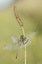Black-tailed Skimmer (Orthetrum cancellatum), female, North Rhine-Westphalia, Germany