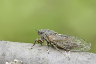 Mountain cicada or mountain cicada (Cicadetta montana), Kaiserstuhl, Baden-Württemberg, Germany