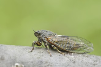 Mountain cicada or mountain cicada (Cicadetta montana), Kaiserstuhl, Baden-Württemberg, Germany
