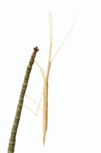 Pink winged stick insect (Sipyloidea chlorotica, Sipyloidea sipylus) on a twig against a white