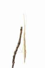 Pink winged stick insect (Sipyloidea chlorotica, Sipyloidea sipylus) on a twig against a white