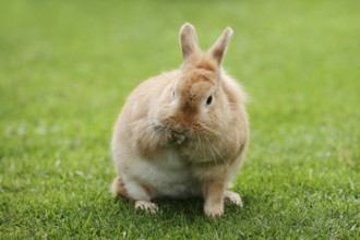 Dwarf rabbit (Oryctolagus cuniculus forma domestica) in a meadow, North Rhine-Westphalia, Germany