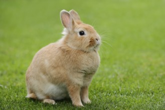 Dwarf rabbit (Oryctolagus cuniculus forma domestica) in a meadow, North Rhine-Westphalia, Germany