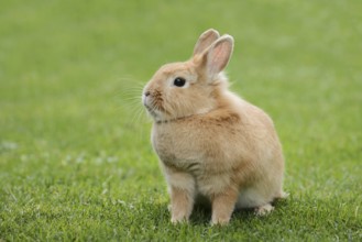 Dwarf rabbit (Oryctolagus cuniculus forma domestica) in a meadow, North Rhine-Westphalia, Germany
