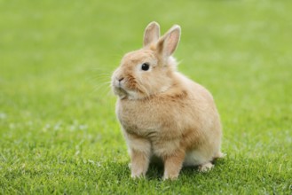 Dwarf rabbit (Oryctolagus cuniculus forma domestica) in a meadow, North Rhine-Westphalia, Germany
