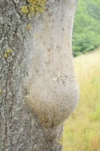 Oak processionary moth (Thaumetopoea processionea), nest of caterpillars on a tree trunk, North
