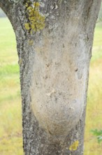 Oak processionary moth (Thaumetopoea processionea), nest of caterpillars on a tree trunk, North
