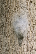 Oak processionary moth (Thaumetopoea processionea), nest of caterpillars on a tree trunk, North