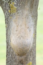 Oak processionary moth (Thaumetopoea processionea), nest of caterpillars on a tree trunk, North