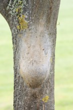 Oak processionary moth (Thaumetopoea processionea), nest of caterpillars on a tree trunk, North