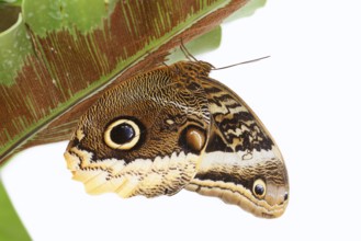 Yellow-banded banana butterfly (Caligo atreus) against a white background, captive, occurring in