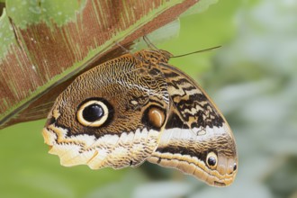 Yellow-banded banana butterfly (Caligo atreus), captive, occurrence in Central and South America