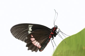 Parides butterfly or Parides moth (Parides iphidamas) against a white background, captive,