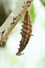 Banana butterfly or fat banana (Pale Owl), caterpillar shortly in front of pupation, captive,