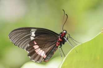Parides butterfly or Parides butterfly (Parides iphidamas), captive, occurring in Central and South