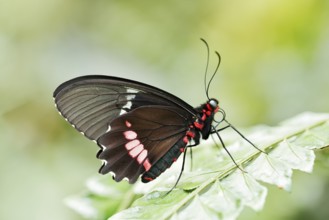 Parides butterfly or Parides butterfly (Parides iphidamas), captive, occurring in Central and South