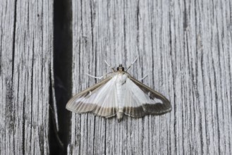 Box tree moth (Cydalima perspectalis) on weathered wood, North Rhine-Westphalia, Germany