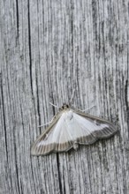 Box tree moth (Cydalima perspectalis) on weathered wood, North Rhine-Westphalia, Germany