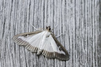Box tree moth (Cydalima perspectalis) on weathered wood, North Rhine-Westphalia, Germany