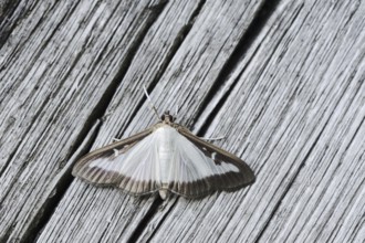 Box tree moth (Cydalima perspectalis) on weathered wood, North Rhine-Westphalia, Germany