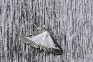 Box tree moth (Cydalima perspectalis) on weathered wood, North Rhine-Westphalia, Germany