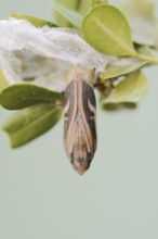 Box tree moth (Cydalima perspectalis), pupa on box tree (Buxus sempervirens), North