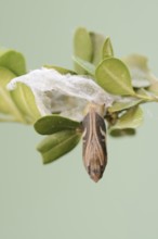 Box tree moth (Cydalima perspectalis), pupa on box tree (Buxus sempervirens), North