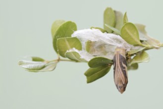 Box tree moth (Cydalima perspectalis), pupa on box tree (Buxus sempervirens), North
