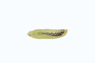 Box tree moth (Cydalima perspectalis), pupa on white background, North Rhine-Westphalia, Germany