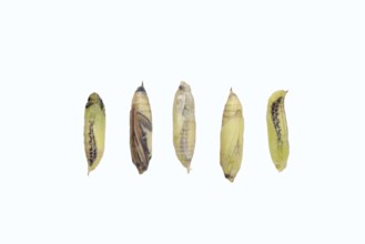 Box tree moth (Cydalima perspectalis), pupae in various stages on a white background, North
