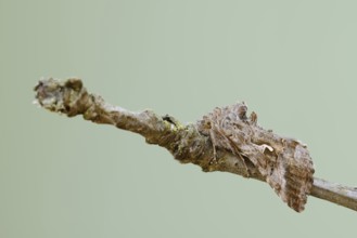 Gamma owl (Autographa gamma), North Rhine-Westphalia, Germany