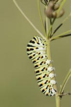 Swallowtail (Papilio machaon), caterpillar, North Rhine-Westphalia, Germany
